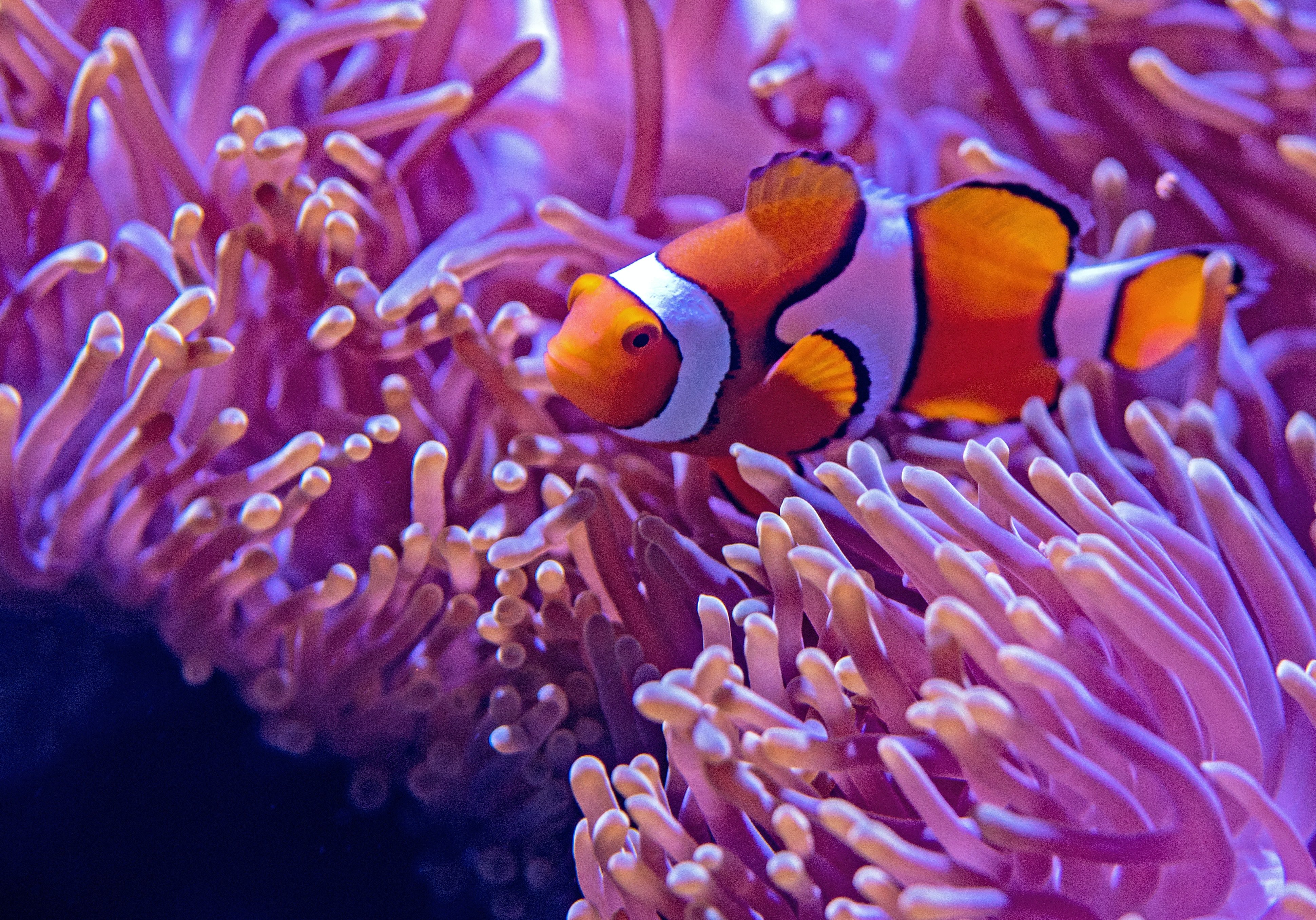 5f299a70b00cabe54f9e8a6a_david-clode-GSuh8f1-90U-unsplash